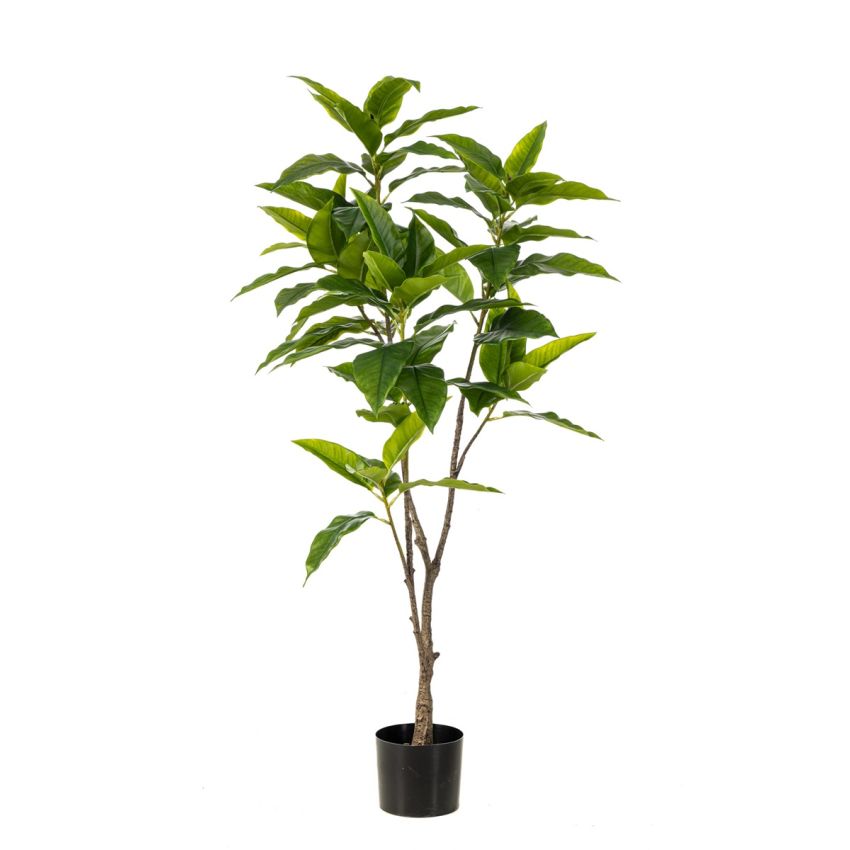 Ficus longifolia tree 140cm