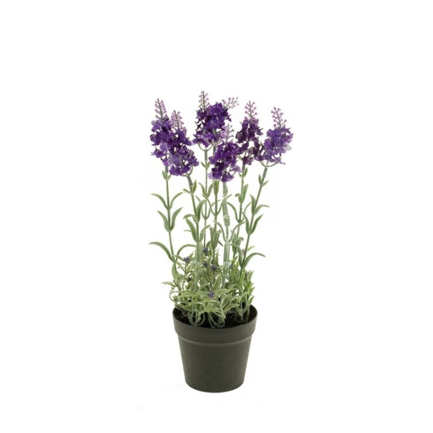 Lavender bush dk blue in pot 28cm