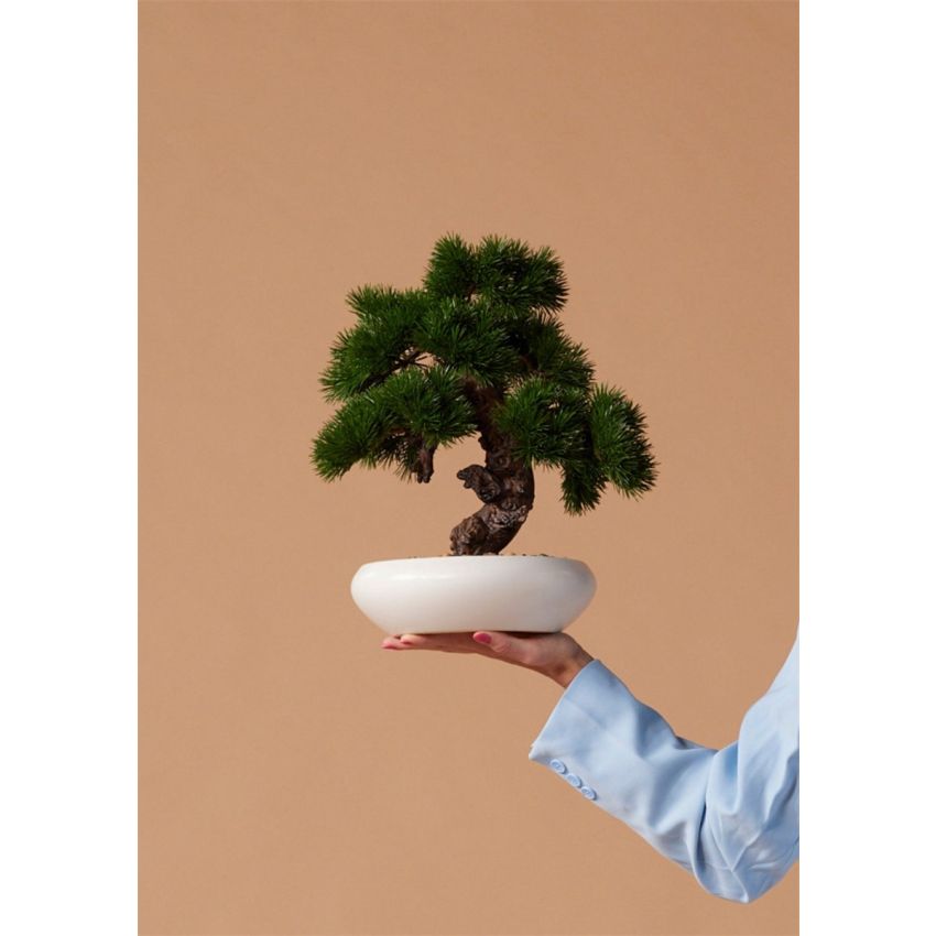 Pinus bonsai in bowl 37cm