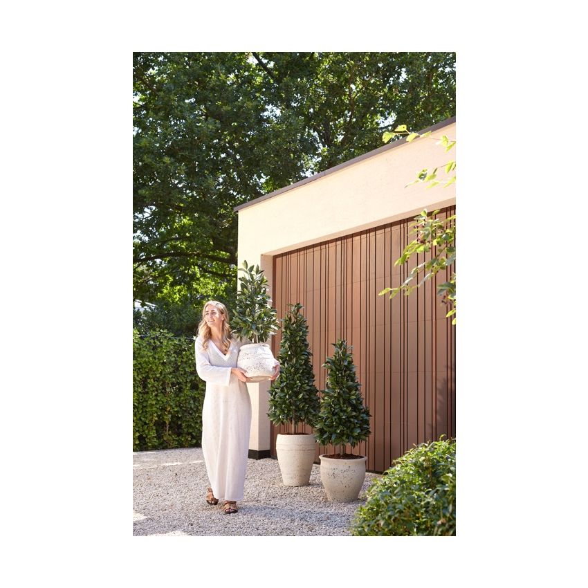 Laurel pyramid UV in pot 90cm