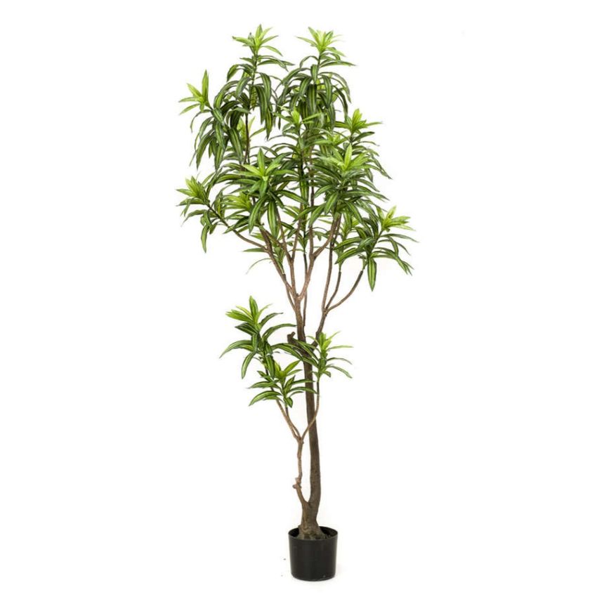 Dracaena plant 190cm