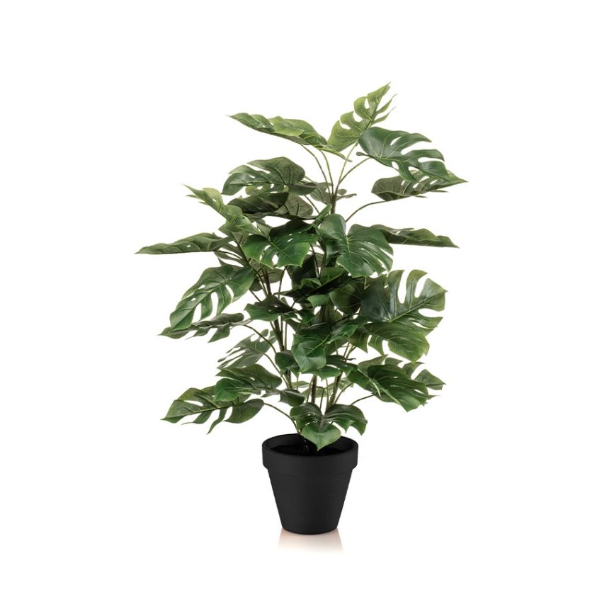 Monstera bush 65cm in pot