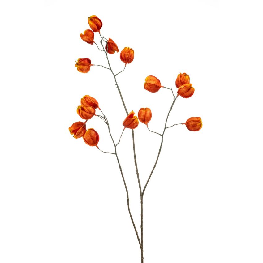 Physalis spray orange 80cm