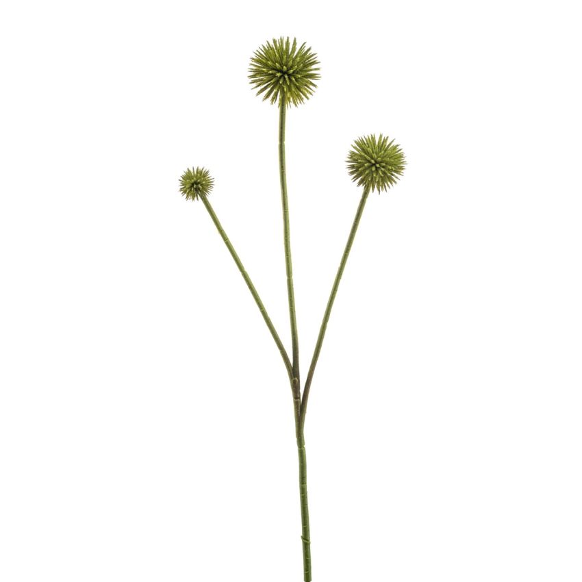 Echinops spray green 70cm
