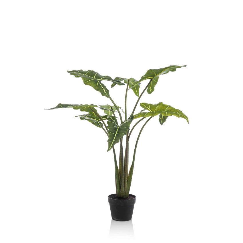 Alocasia frydek plant 120cm