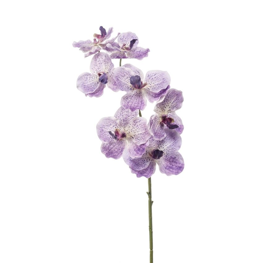 Vanda spray RT lt purple 77cm