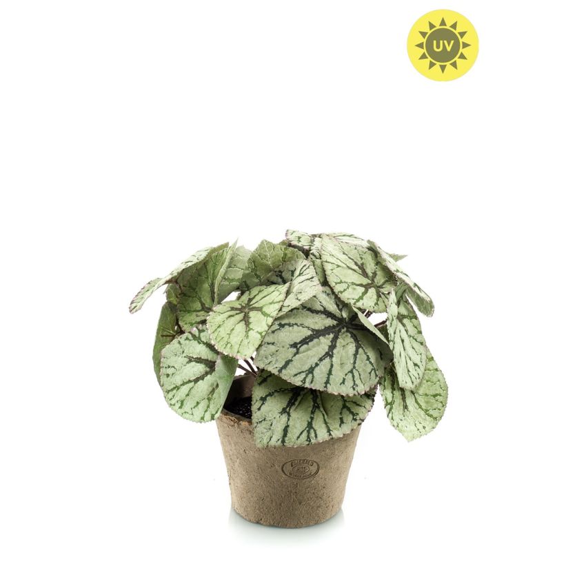 Begonia lvs bush UV grey 30cm in tc pot aged
