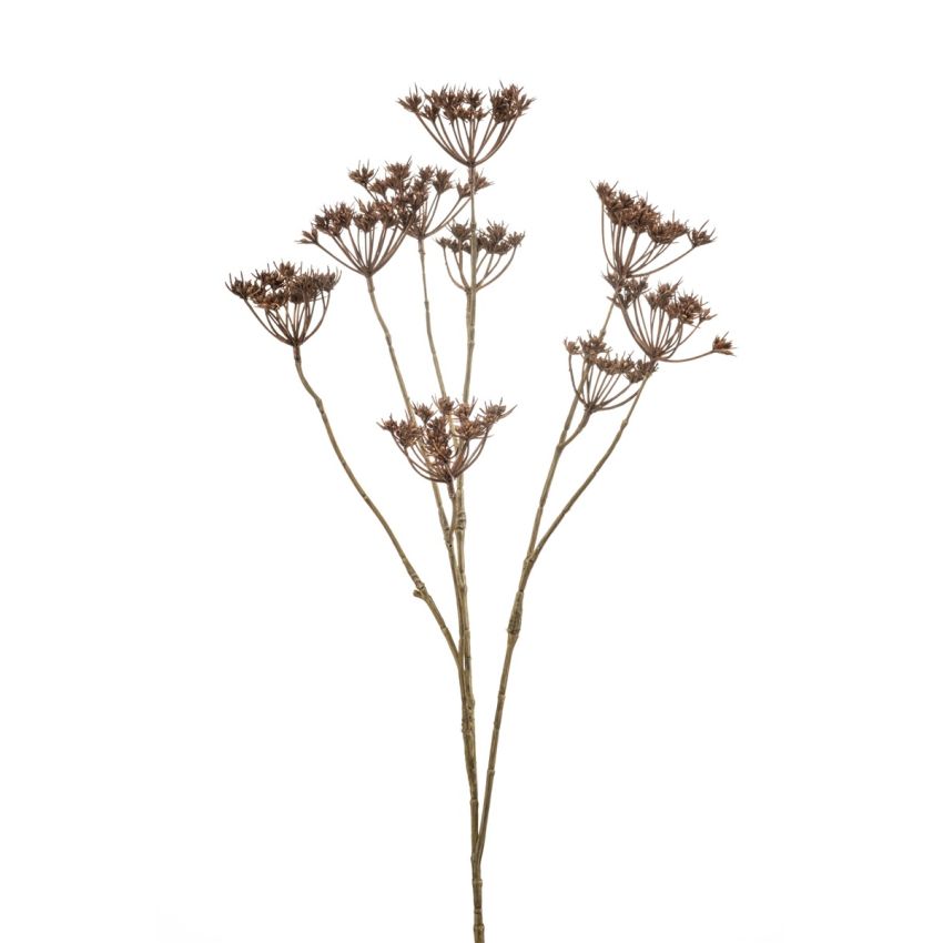 Heracleum mini spray brown 75cm