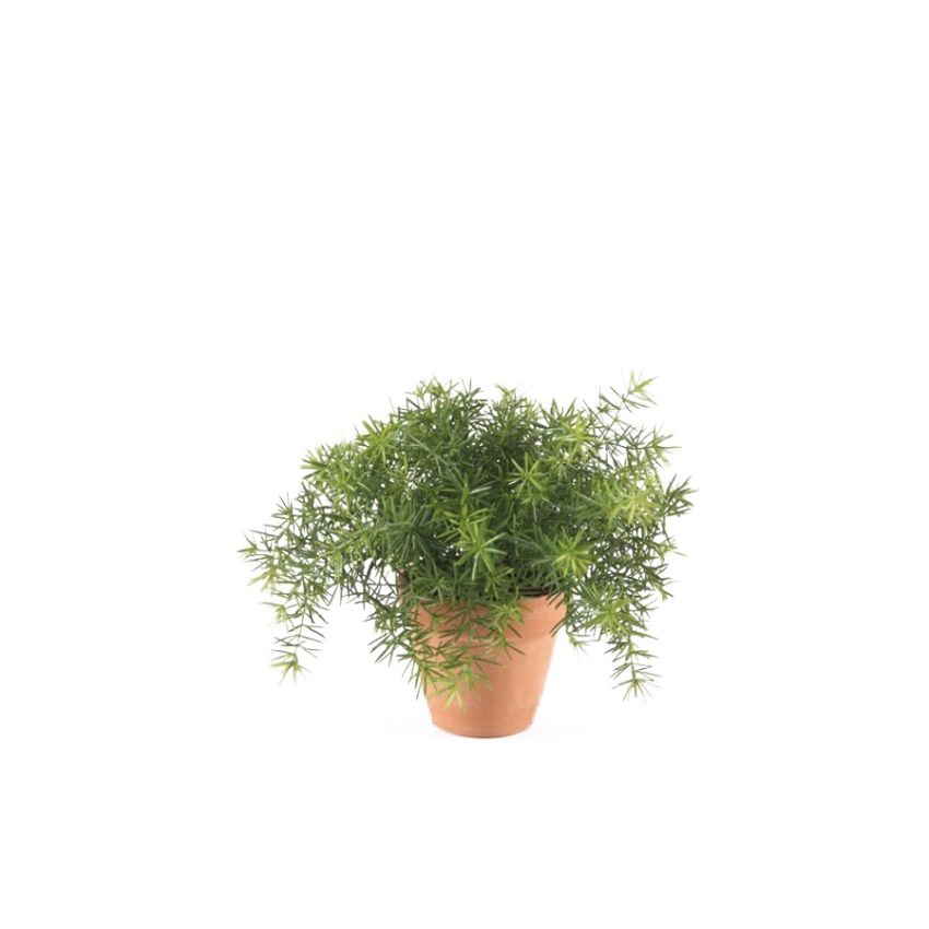 Asparagus bush lt green 22cm in tc pot