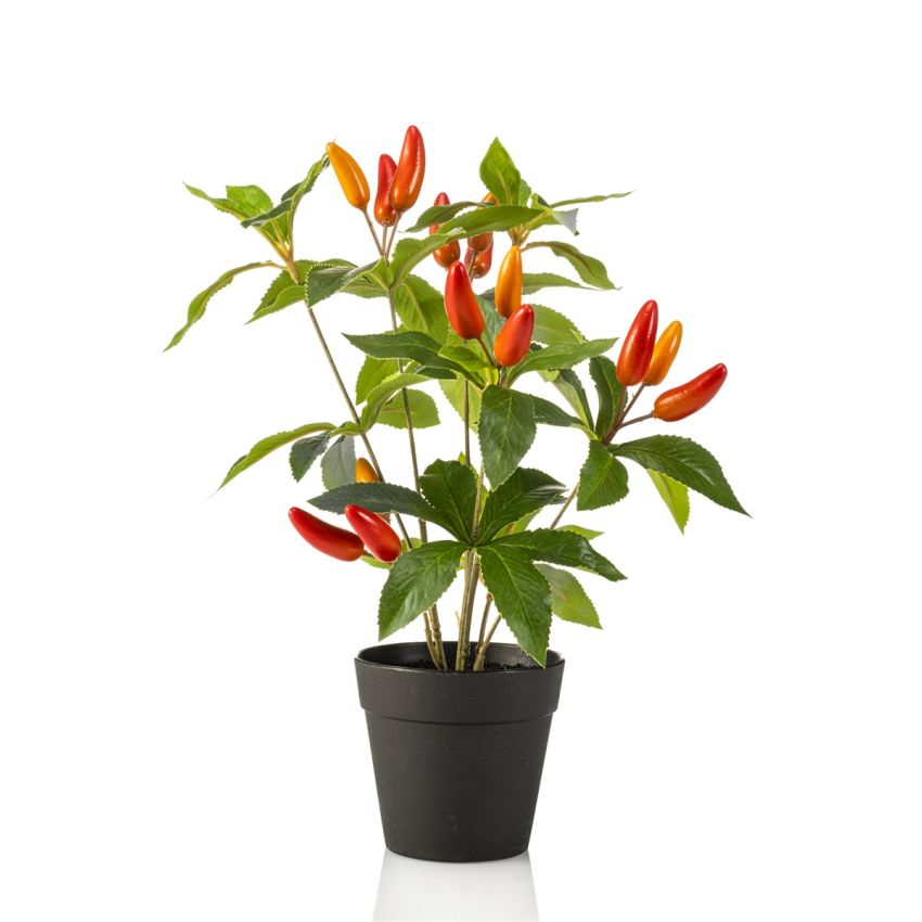 Pepper bush orange in pot 33cm