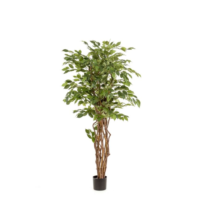 Ficus liana tree 170cm
