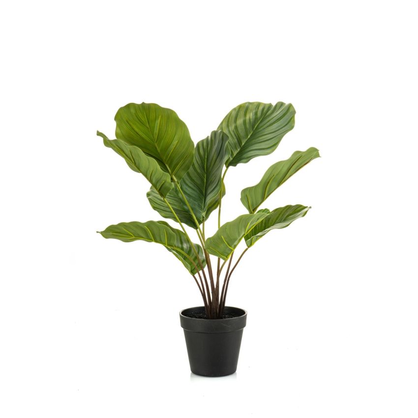 Calathea in pot 50cm