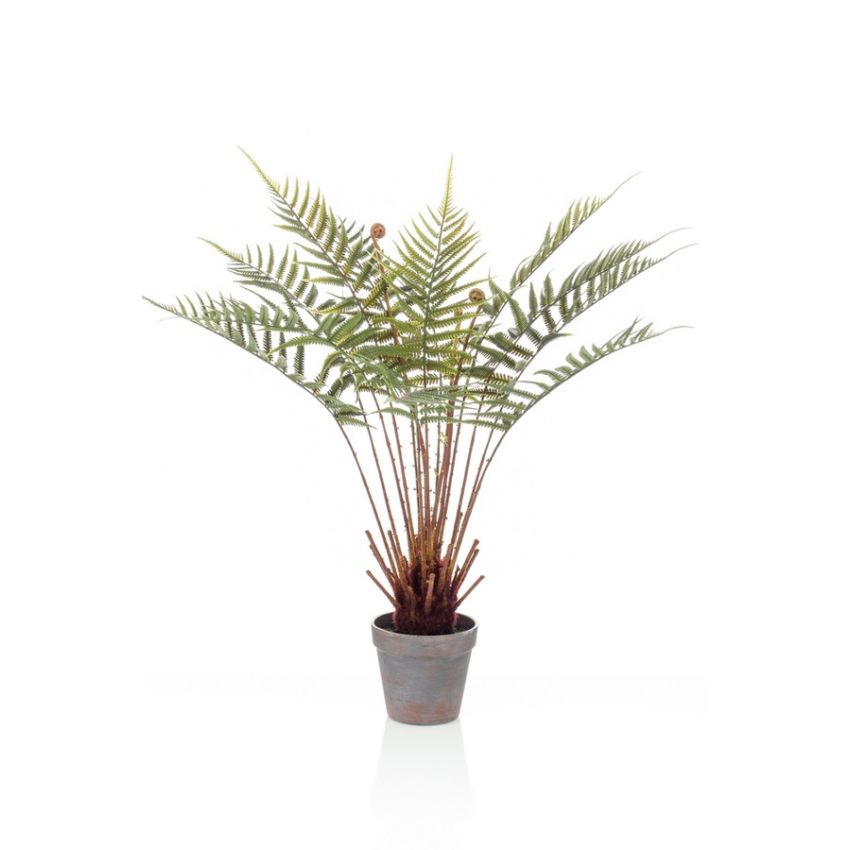 Fern dicksonia 60cm