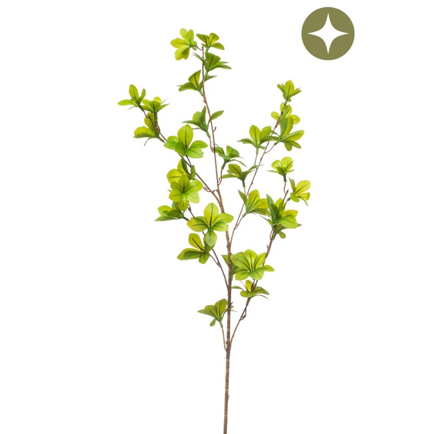 Tropaeolum spray green 90cm