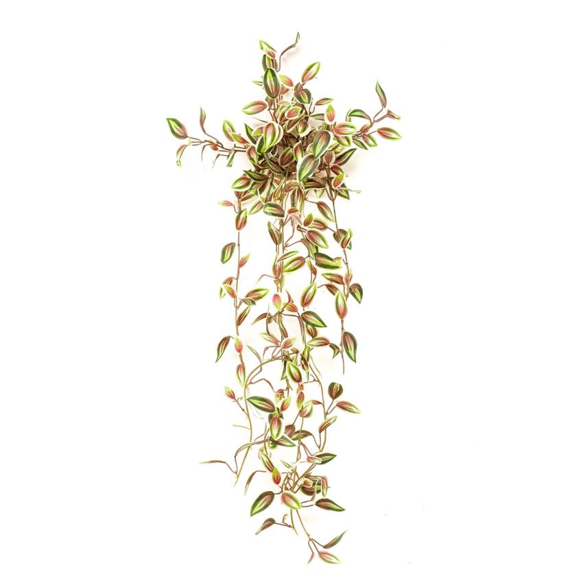 Tradescantia hanging bush green/red 70cm