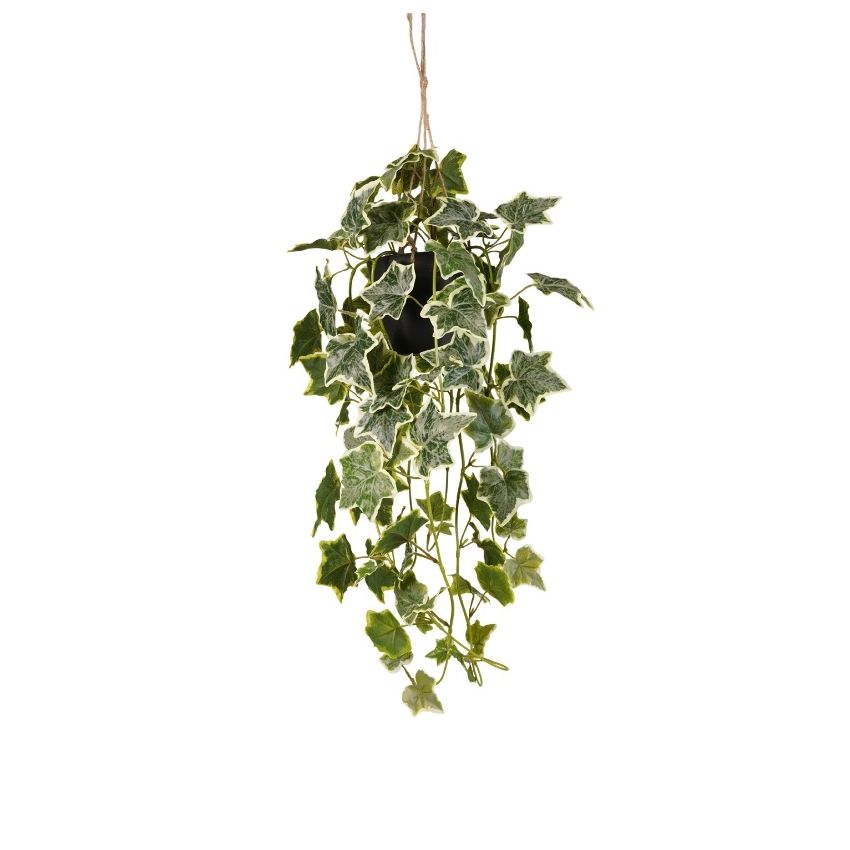 Ivy hanging bush green/white in pot 70cm