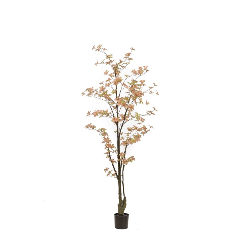 Tropaeolum plant peach/green 185cm (knock down packing)