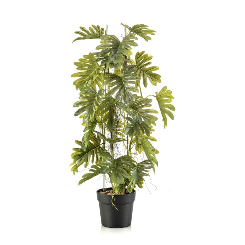 Philodendron on stem in pot 80cm