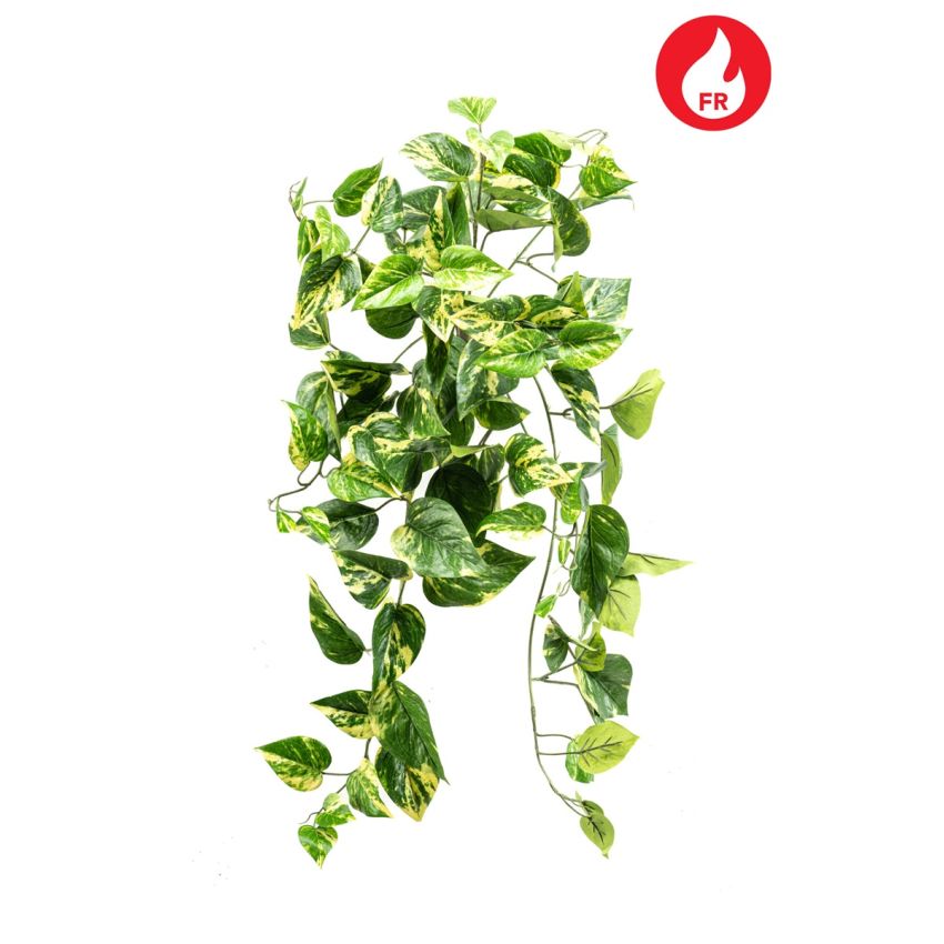 Scindapsus hanging bush FR green/yellow 60cm