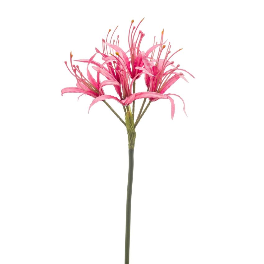 Nerine spray hot pink 72cm