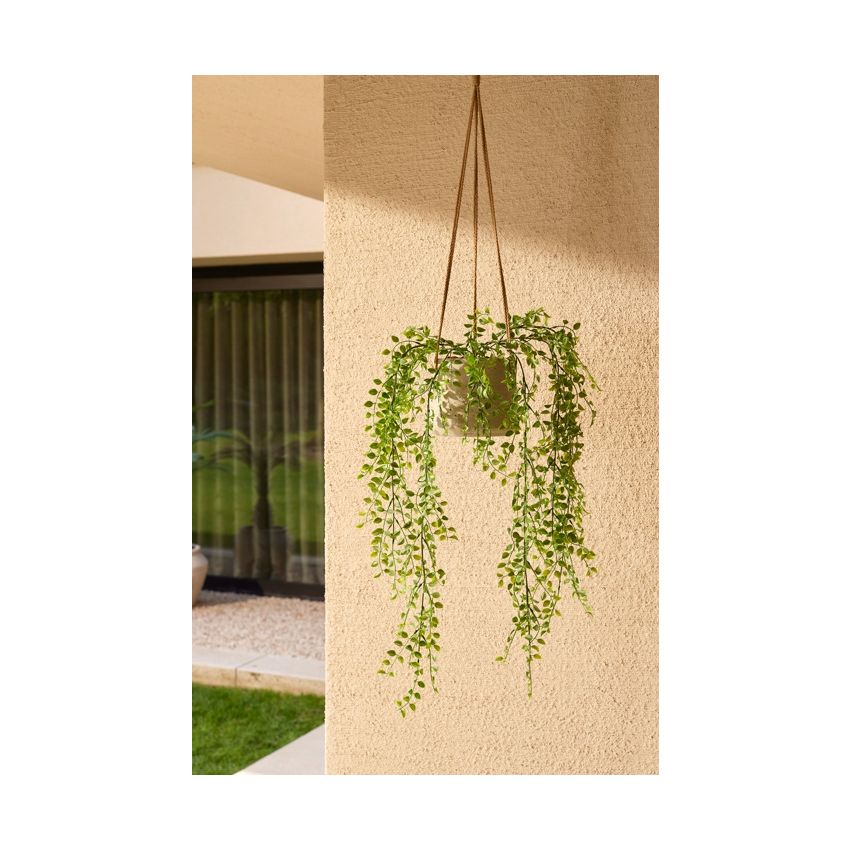 Ficus pumila hanging bush UV 80cm