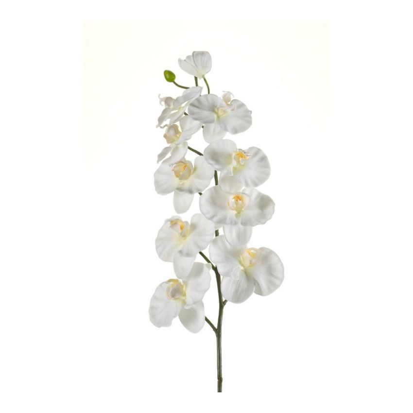 Phalaenopsis spray cream 100cm