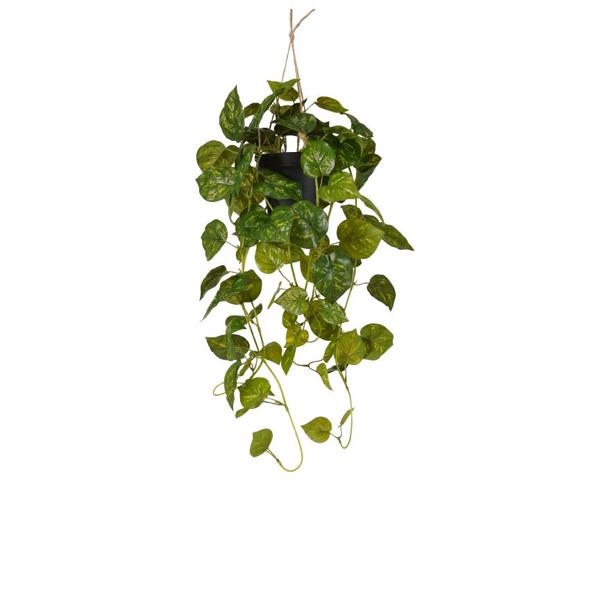 Scindapsus hanging bush green/yellow in pot 70cm