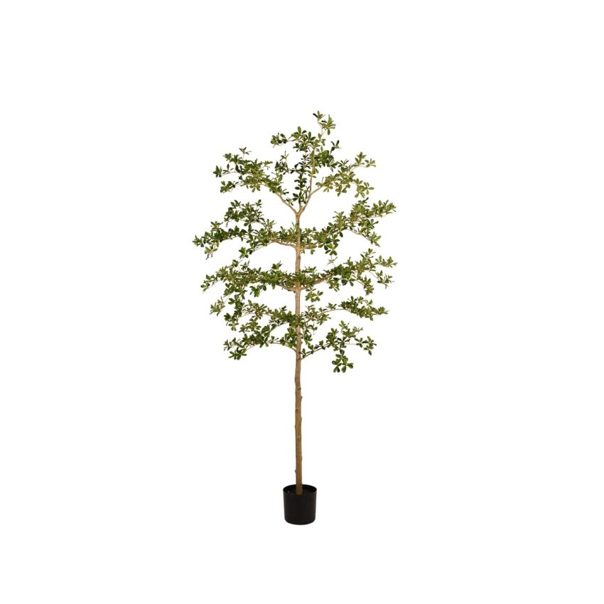 Bucida tree deluxe 210cm (knock down packing)