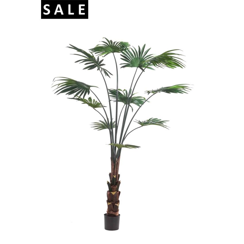 Palm livistona 180cm/11lvs (knock down packing)