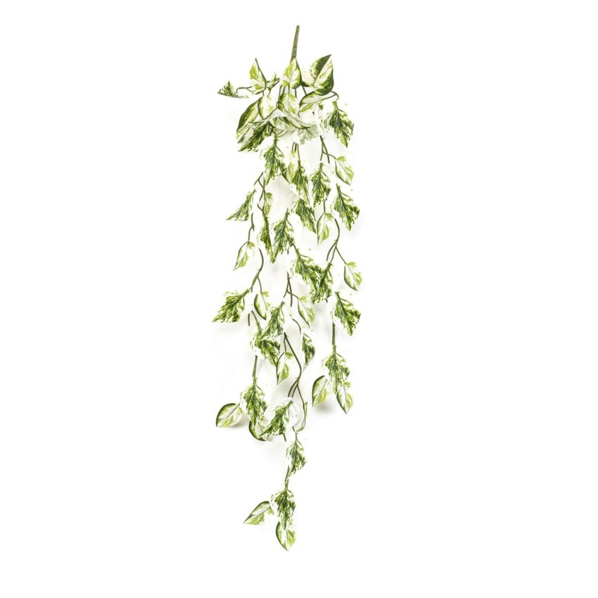 Scindapsus hanging spray green/white 85cm