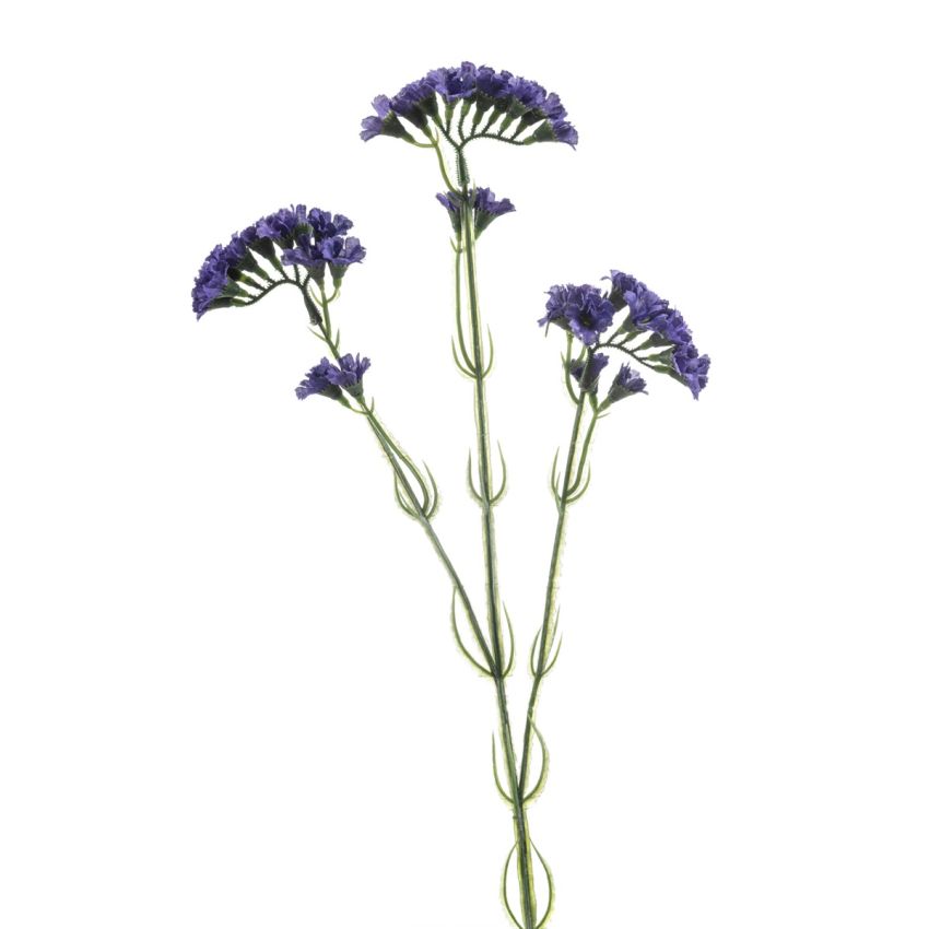 Statice spray purple 62cm