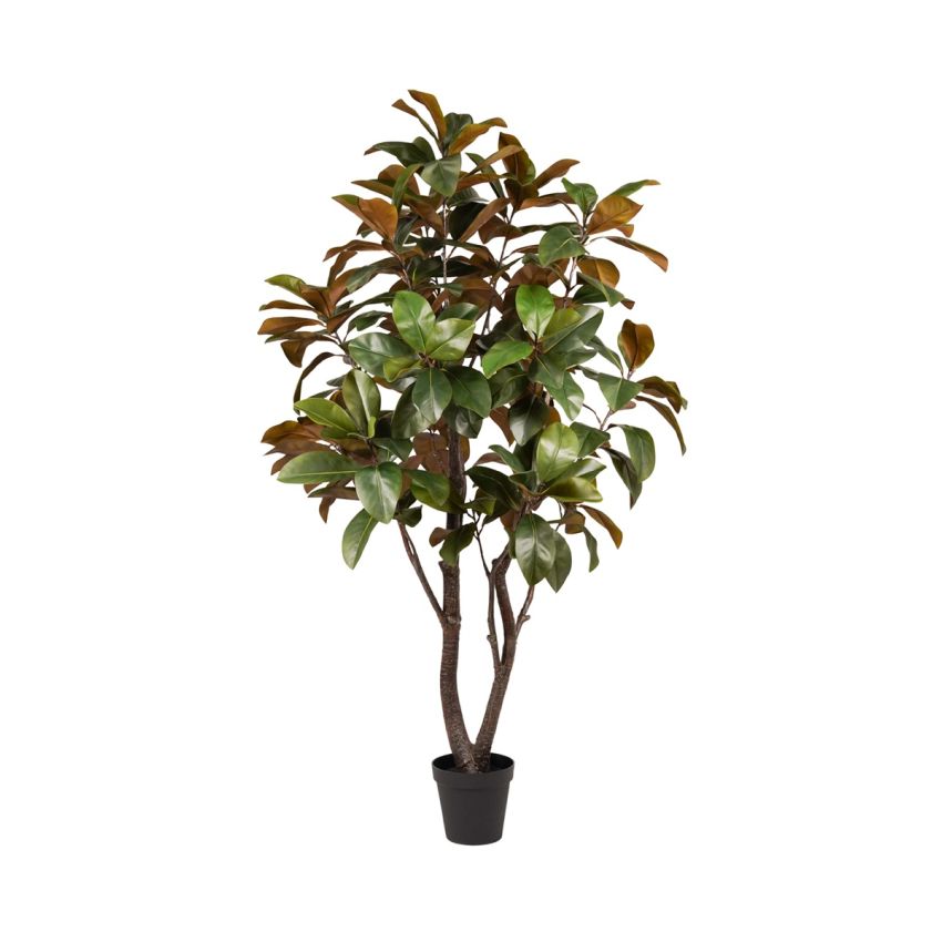 Magnolia tree 200cm (knock down packing)