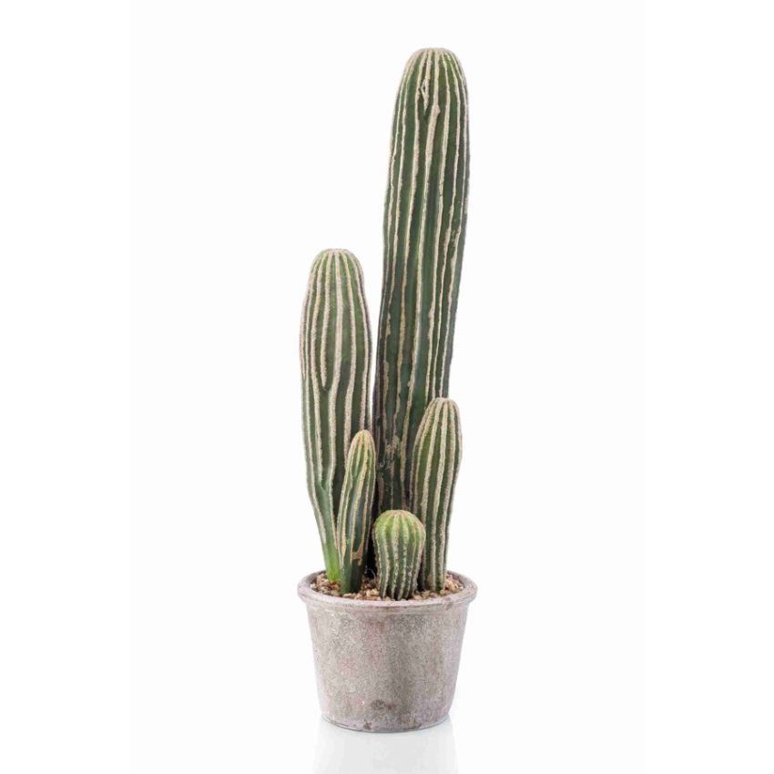 Cactus san pedro in grey pot 57cm