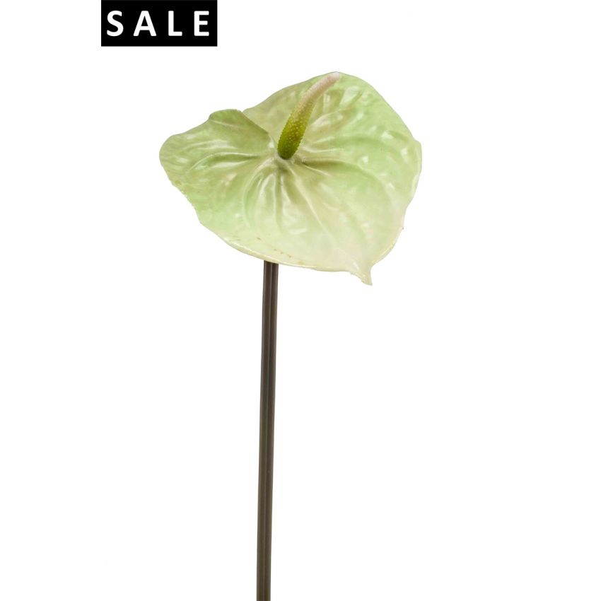 Anthurium spray lt green 65cm