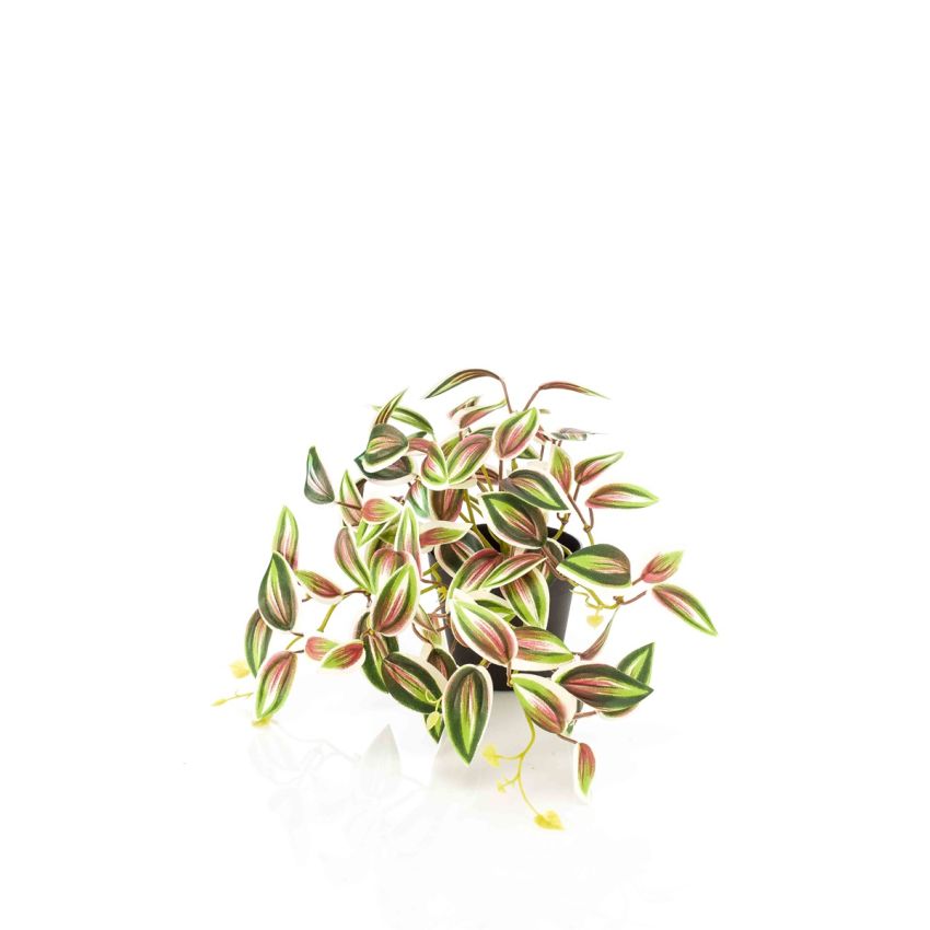 Tradescantia green/red in pot 19cm