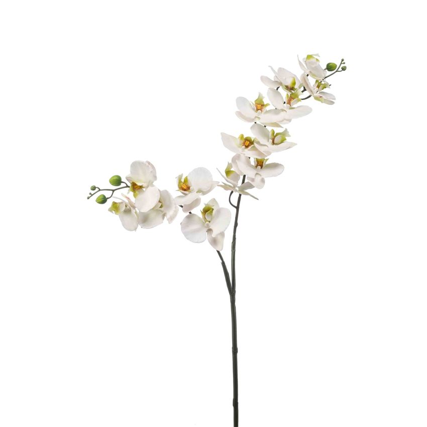 Phalaenopsis spray RT white/green 100cm