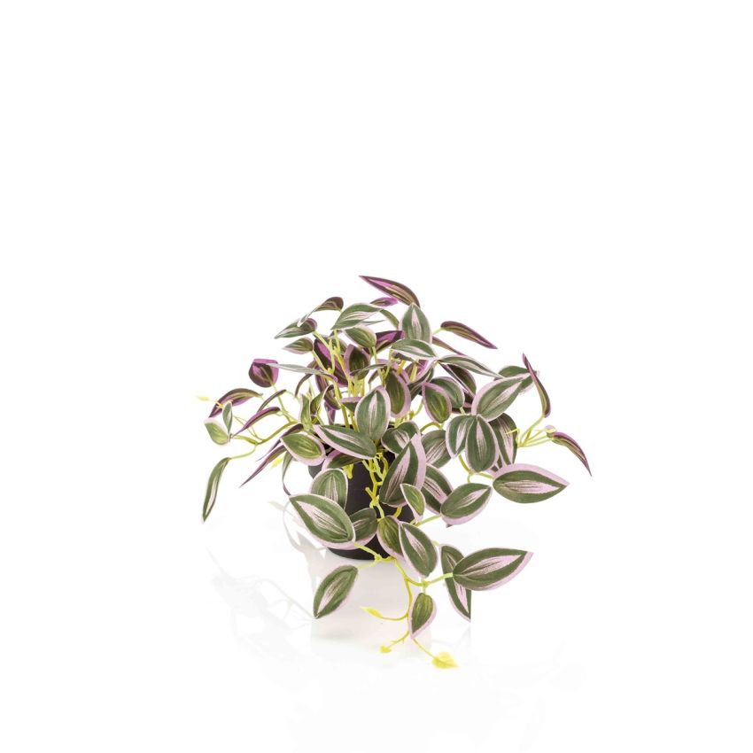 Tradescantia green/purple in pot 19cm