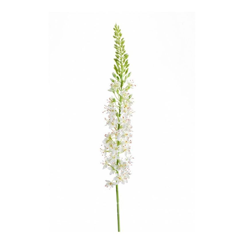Eremurus spray cream 105cm