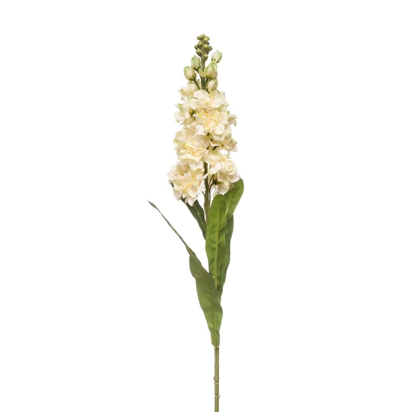 Matthiola spray cream 80cm