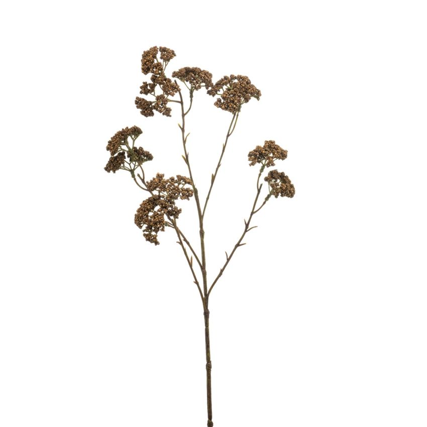 Achillea spray brown 60cm