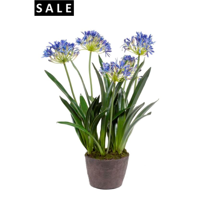 Agapanthus x5 soiled 75cm blue