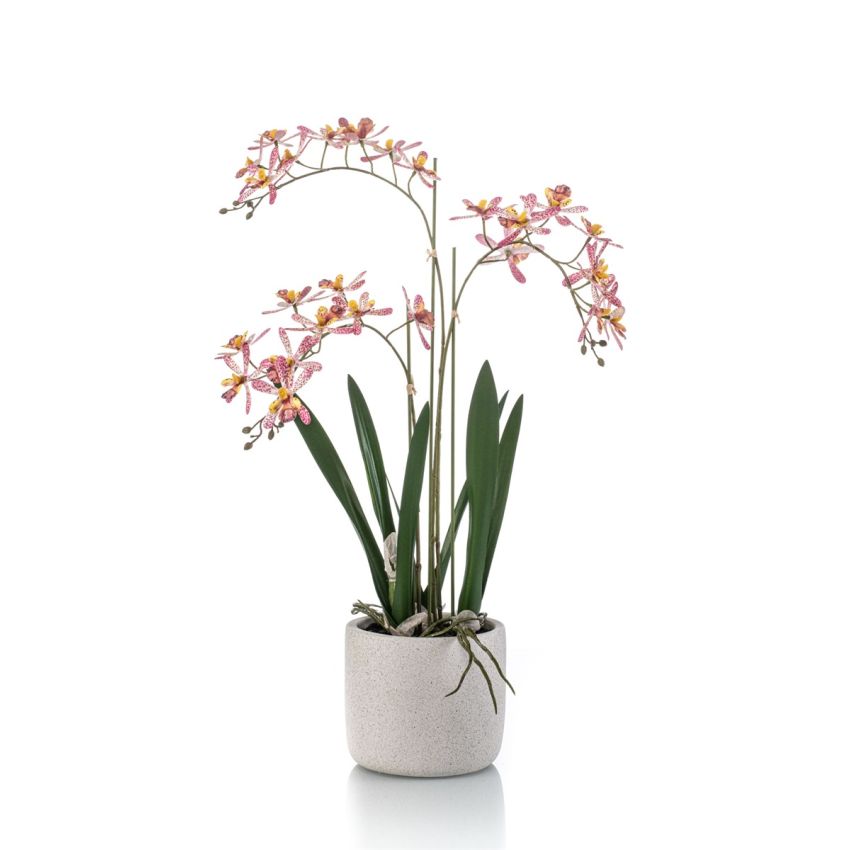 Renanthera orchid pink in pot 56cm