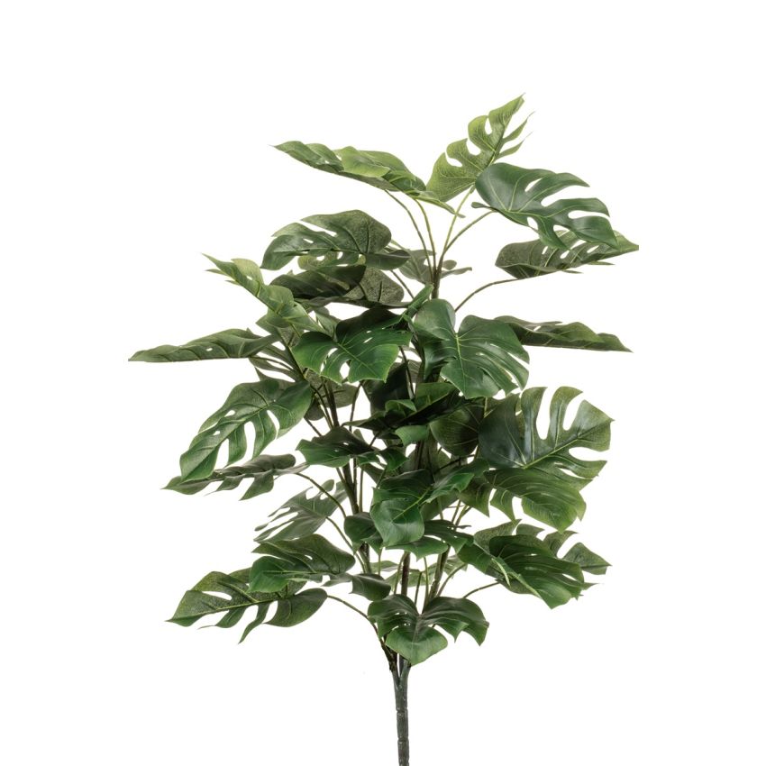 Monstera bush x3 70cm