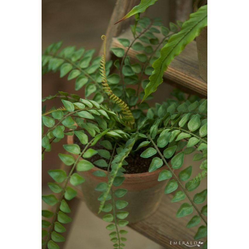 Fern pellaea bush 45cm in tc pot aged