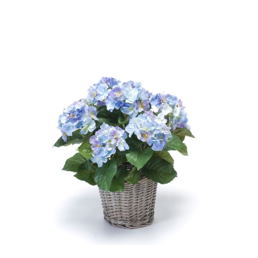 Hydrangea bush blue 45cm in basket