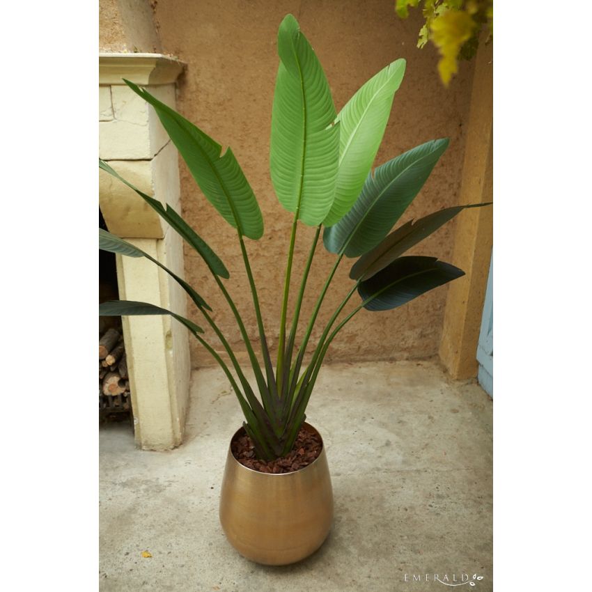 Strelitzia plant 180cm