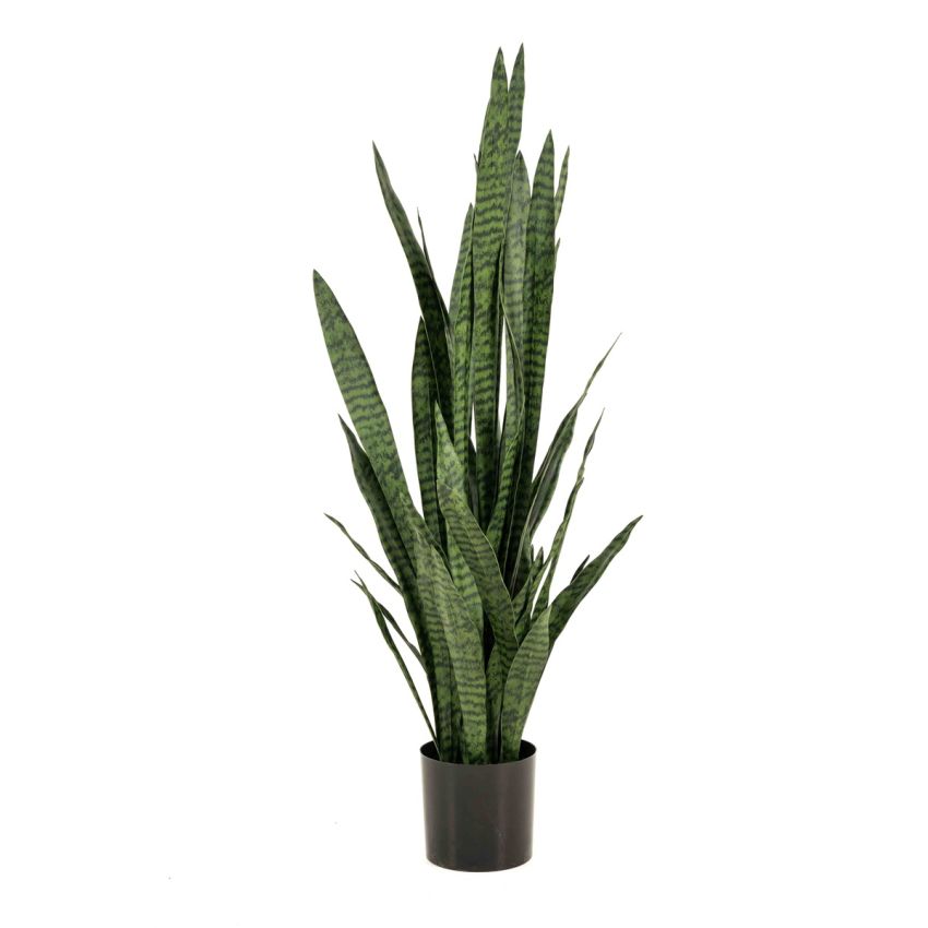 Sansevieria green 140cm