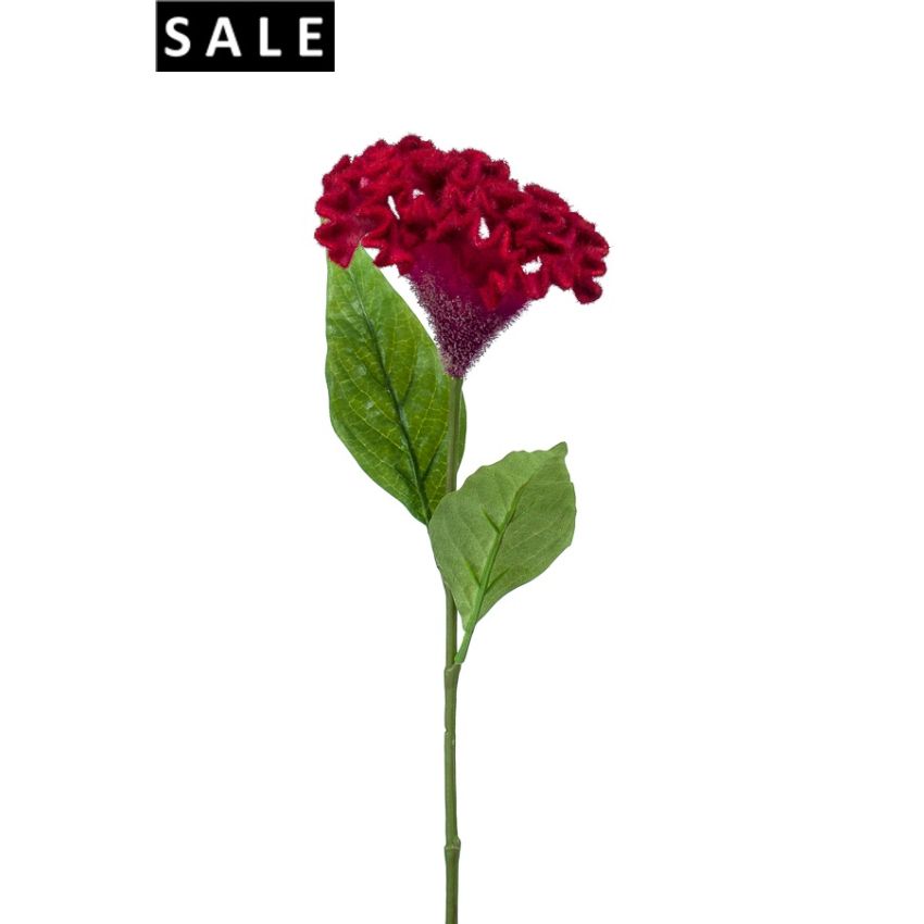 Celosia spray beauty 62cm