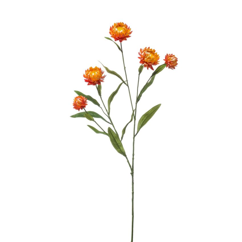 Xerochrysum spray orange 70cm
