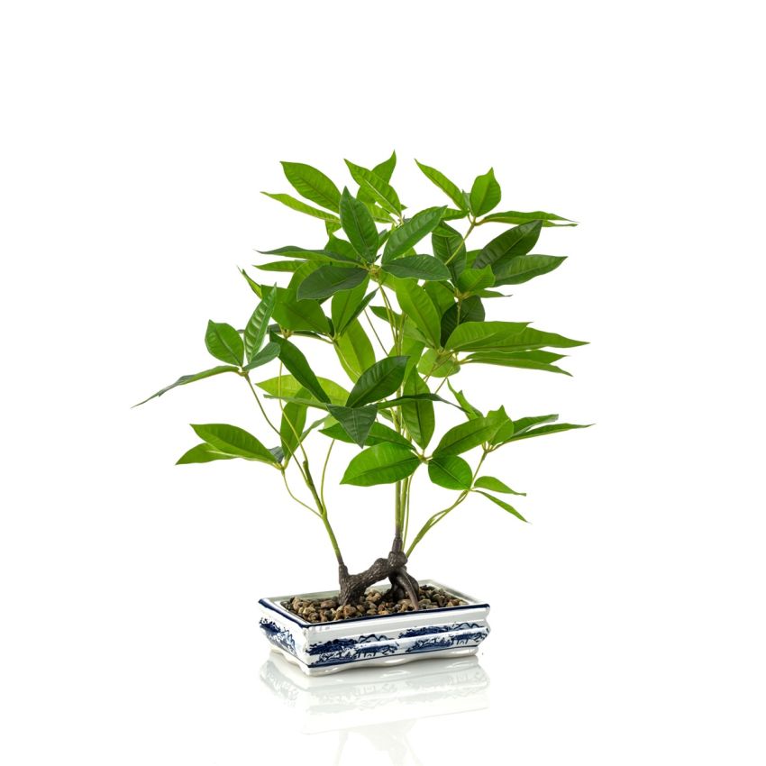 Pachira bonsai in ceramic plate 62cm